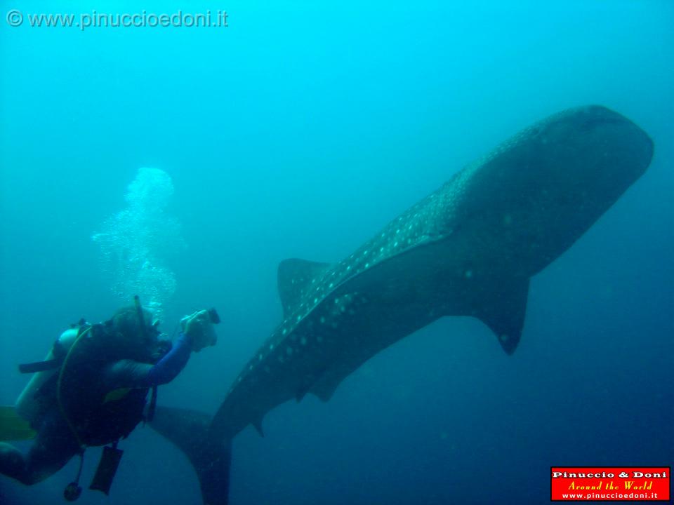 Djibouti - Pinuccio e Doni in immersione con Squalo Balena - 06.jpg